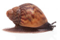 Achatina achatina Ghana typ 1b, F2, juvenil